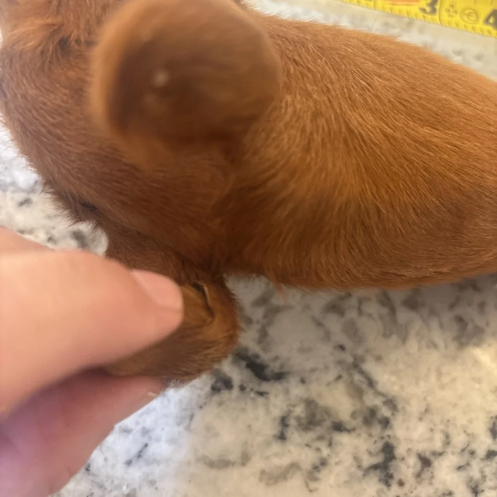 Vintage Real Fur Dog Miniature DACHSHUND Life like Soft Red collectible